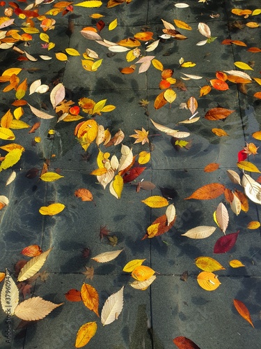 autumn leaves in water
