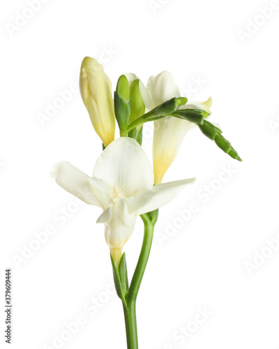 Fototapeta Naklejka Na Ścianę i Meble -  Beautiful blooming freesia flower isolated on white