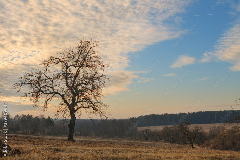 Single tree in a field large and mature.