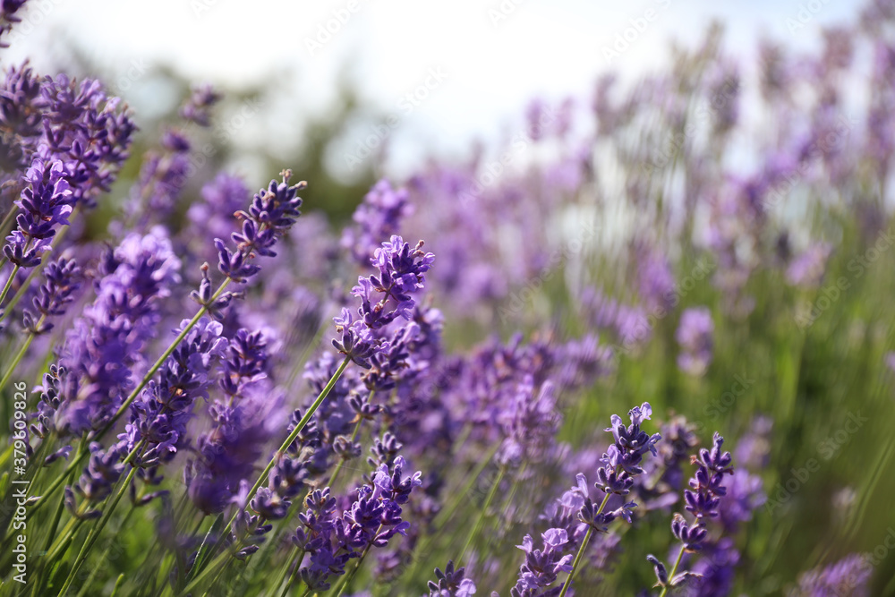 Obraz premium Beautiful blooming lavender field on summer day, closeup