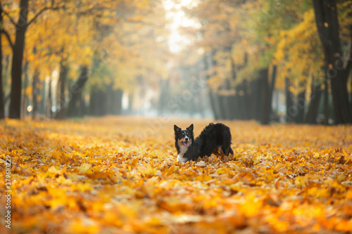 dog in the leaves in nature. Border collie in park