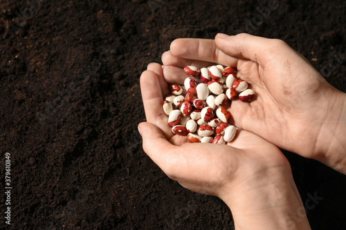 Woman holding pile of beans over soil, above view with space for text. Vegetable seeds planting