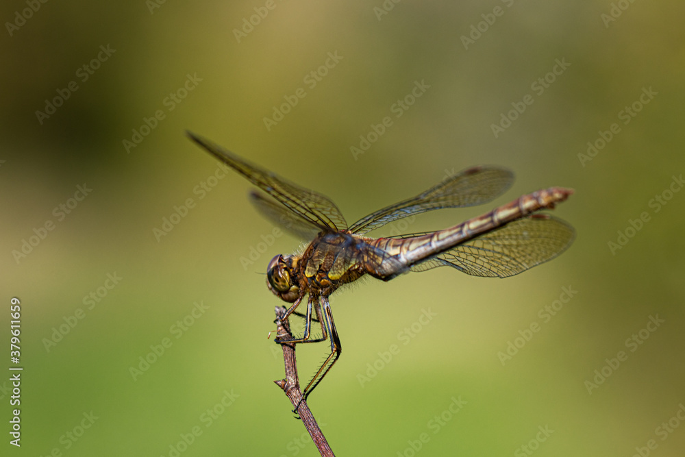 close up of a common darter dragonfly close up of a common darter dragonfly