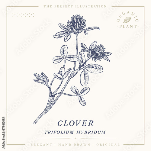 Clover flower botanical sketch vintage retro detailed engraved style illustration