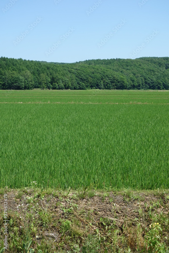 Obraz premium 夏の田んぼの風景