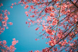 Pink cherry blossom flower stock photo