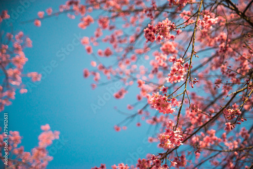 Pink cherry blossom flower stock photo