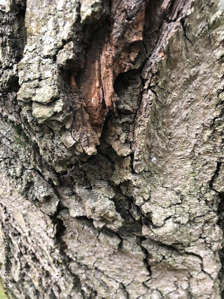 bark of a tree bark of a tree
