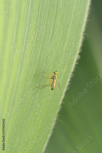 Long legged fly, Psilopus bituberculatus, Satara, Maharashtra, India