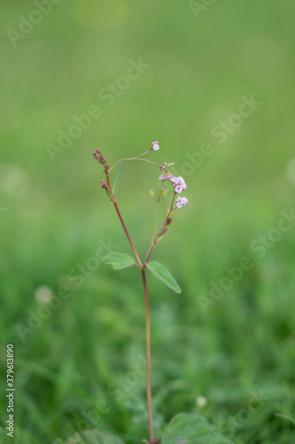 Punarnava, Boerhaavia diffusa, Satara, Maharashtra, India. Flowering plant in the four o'clock family which is commonly known as punarnava meaning that which rejuvenates or renews the body in Ayurveda