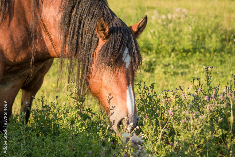 Fototapeta premium Pferd