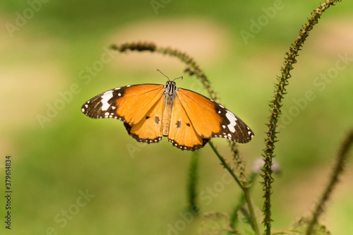 Close up butterfly on flower