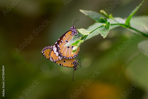 Close up butterfly on flower