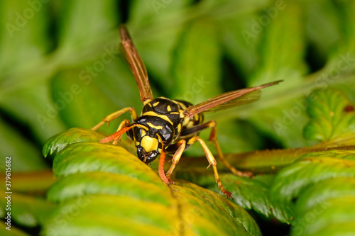 Heide-Feldwespe (Polistes nimpha) - paper wasp photo