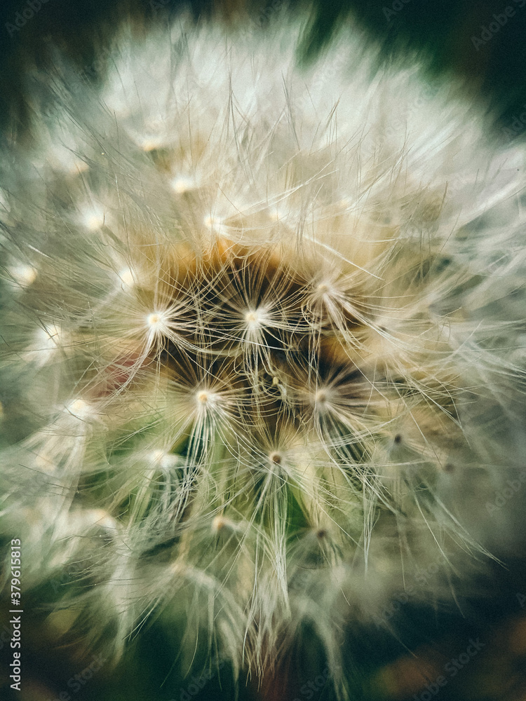 Fototapeta premium Nahaufnahme