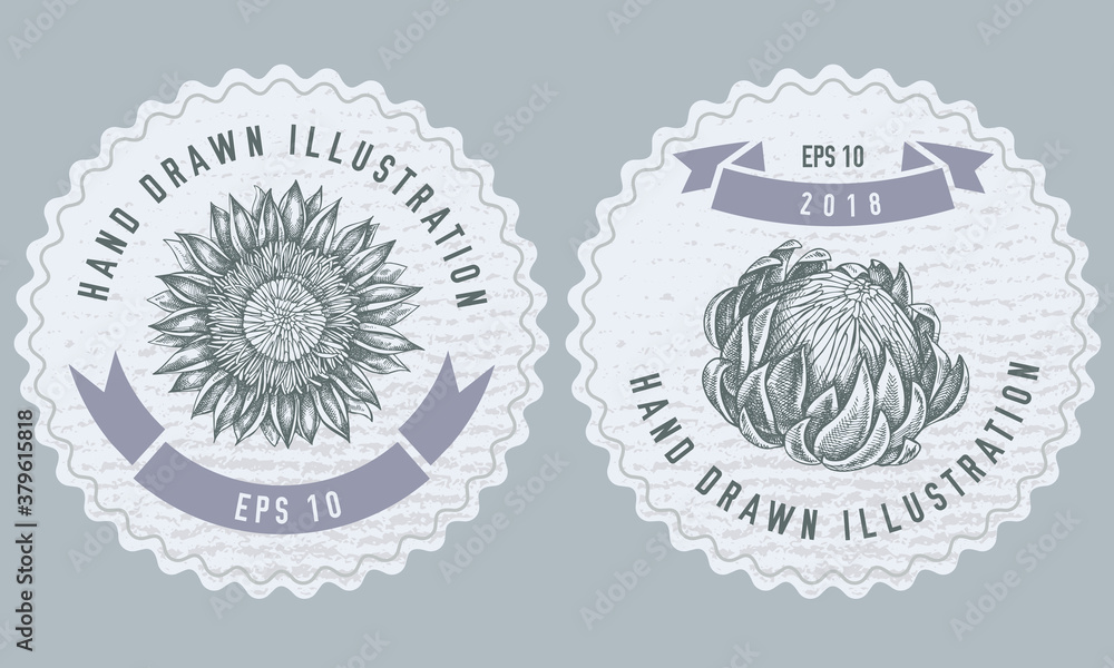 Monochrome labels design with illustration of protea