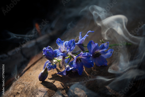 Wallpaper Mural Delphinium (larkspur) with smoke on black wooden background. Torontodigital.ca