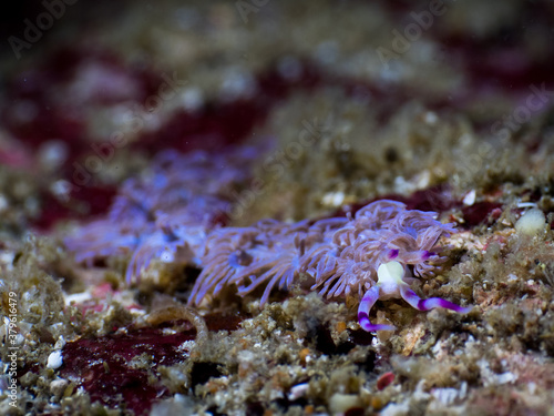 Blue dragon nudibranch on the rock  Mergui archipelago  Myanmar 