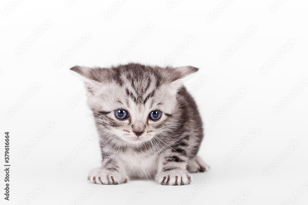 Obraz premium Britisch Kurzhaar