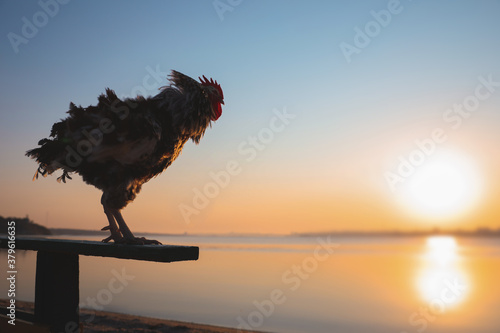 Big domestic rooster on bench near river at sunrise, space for text. Morning time