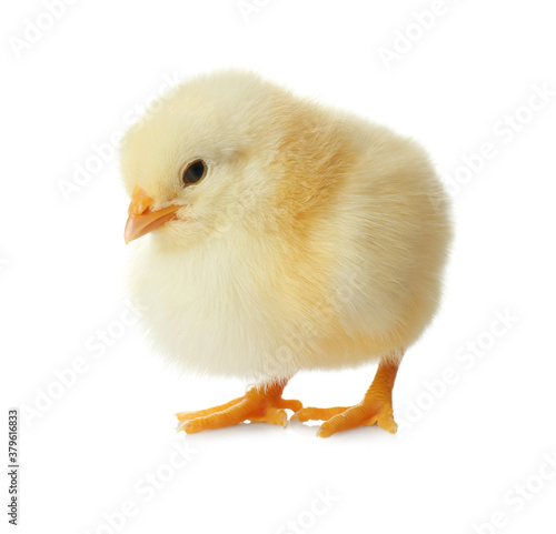 Cute fluffy baby chicken on white background. Farm animal