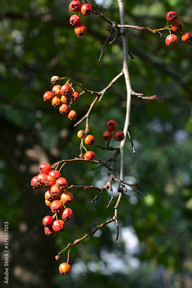 a leafless branch with bright rowan berries