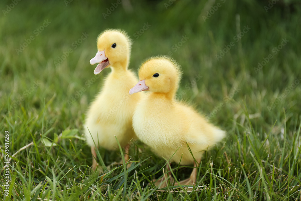 Cute fluffy goslings on green grass. Farm animals
