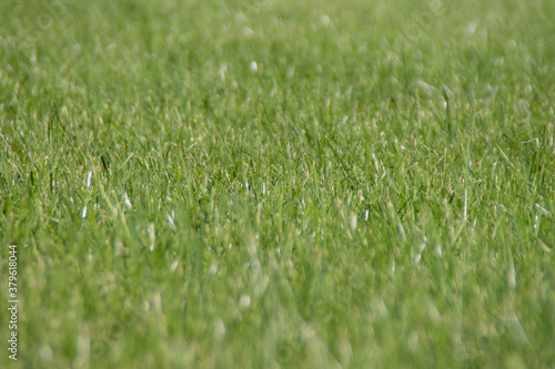 Green grass. Background with green grass in the garden