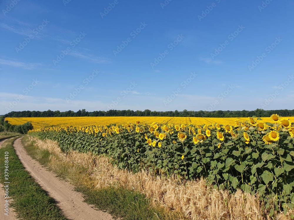 field of sunflowers