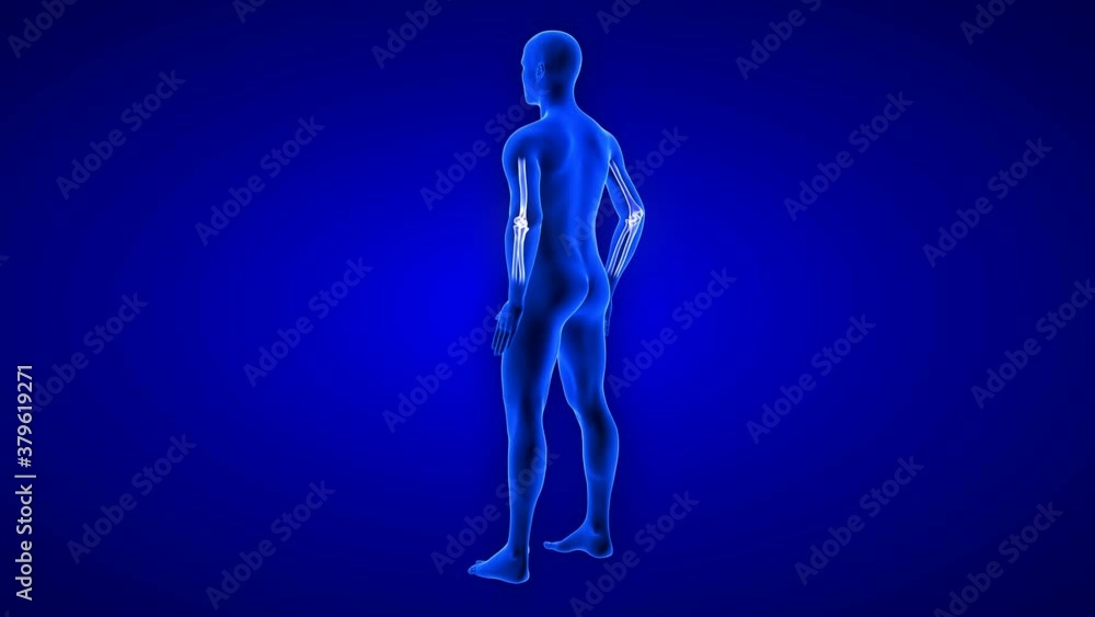 Elbow Pain animation from rear view. Blue Human Anatomy Body 3D Scan render - seamless loop on blue background Elbow Pain animation from rear view. Blue Human Anatomy Body 3D Scan render - seamless loop on blue background