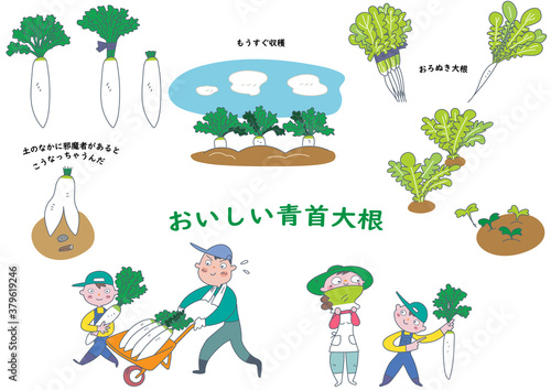 おいしい青首大根　イラスト　セット
