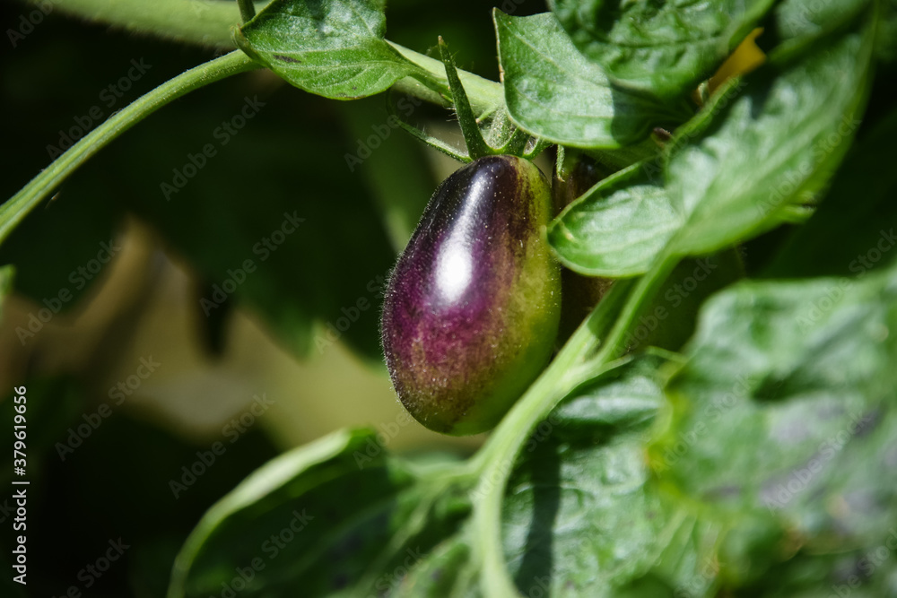 purple fruit purple fruit