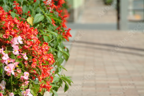 歩道に咲く花とインターロックの歩道