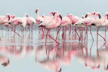Group birds of pink african flamingos  walking around the blue lagoon