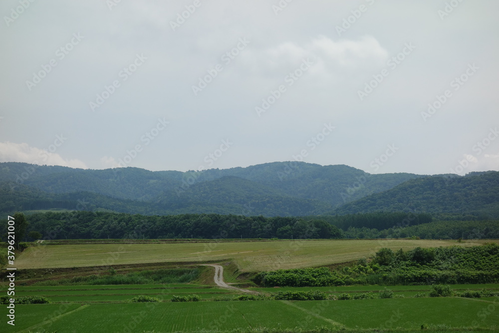 Naklejka premium 夏の田んぼの風景