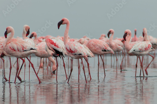 Group birds of pink african flamingos walking around the blue lagoon