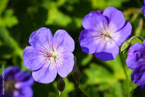 flowers in the garden