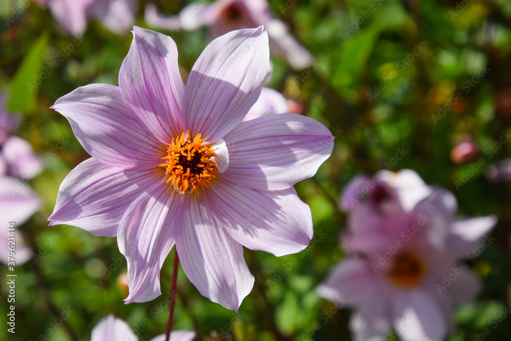 purple and white flower