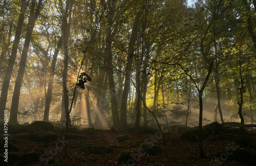 Sonnenstrahlen in einem nebligen Wald im Herbst