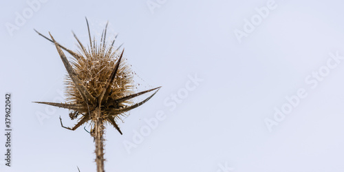 Dew drops on a dry thorn. Dry inflorescence of Thistle in the web and drops of roses. Plain background with space for text. Prickly dry thorns. Gloomy natural background. The concept of late autumn.