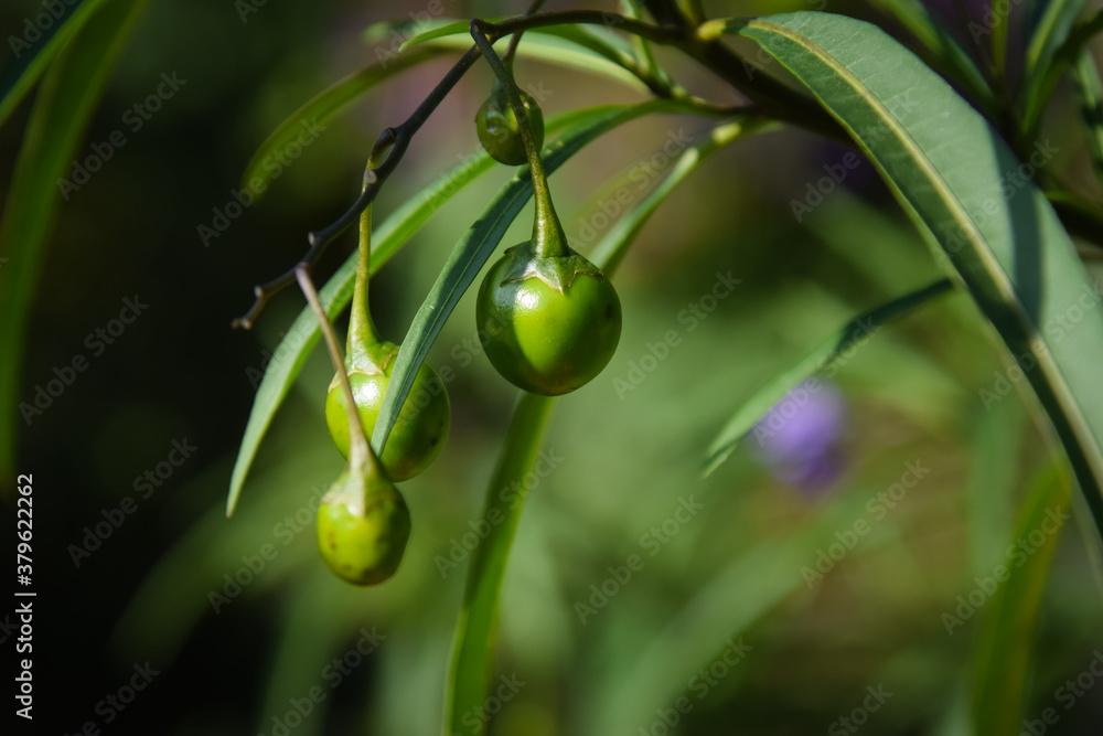 Obraz premium green olives on the branch