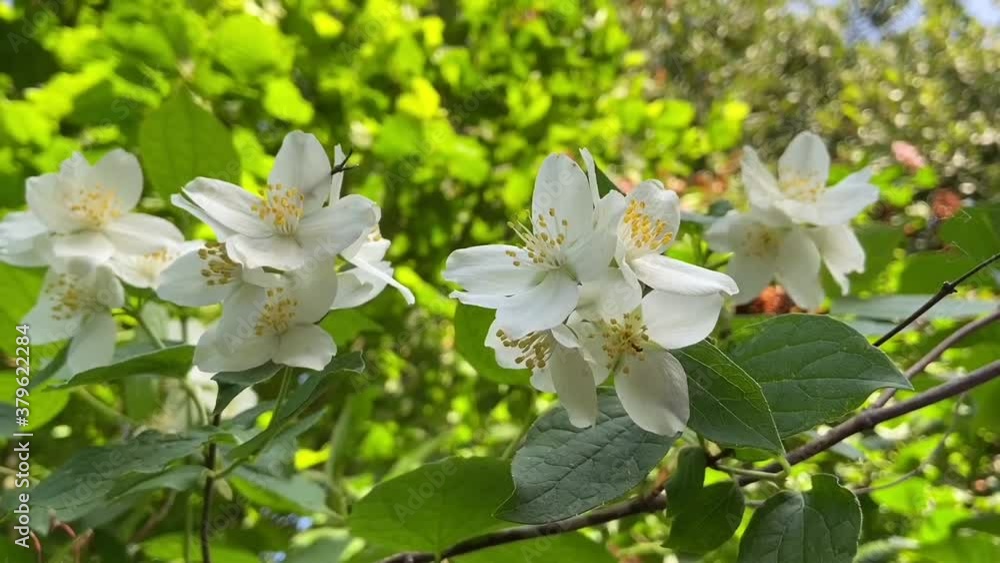 Jasmine - absolute Egyptian (Jasmine grandiflorum) flowers Jasmine - absolute Egyptian (Jasmine grandiflorum) flowers