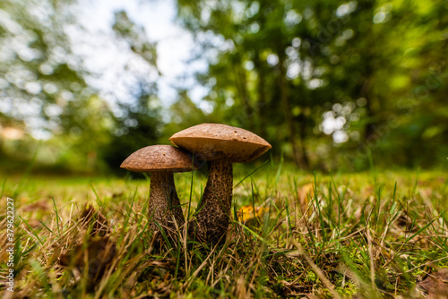 mushrooms in the grass