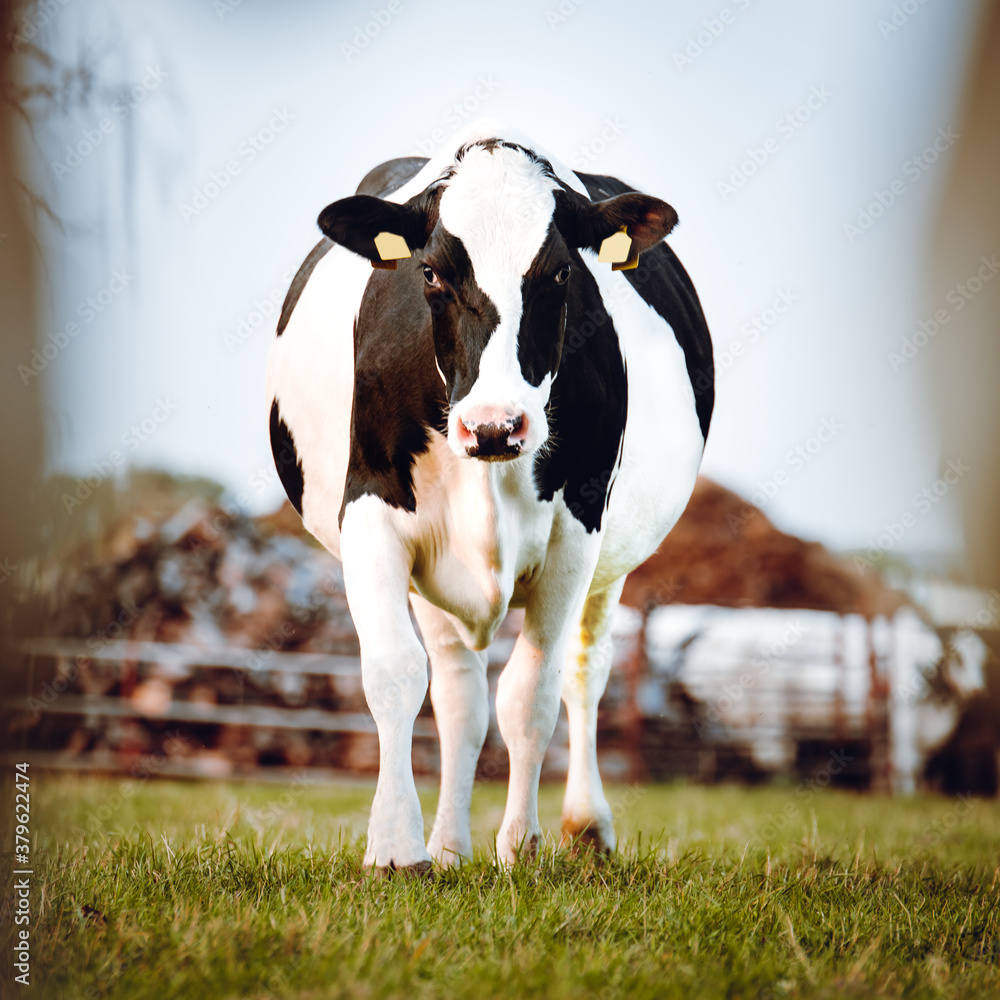 Photography Poster Schwarzweiße Holstein-Friesian Milchkuh auf
