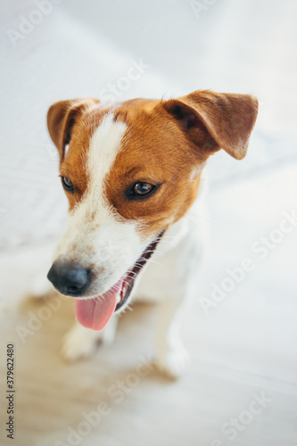 Adorable puppy Jack Russell Terrier at home.