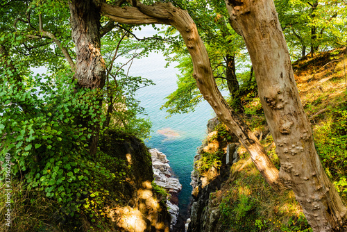 Fotografija trees at the coast of bornholm
