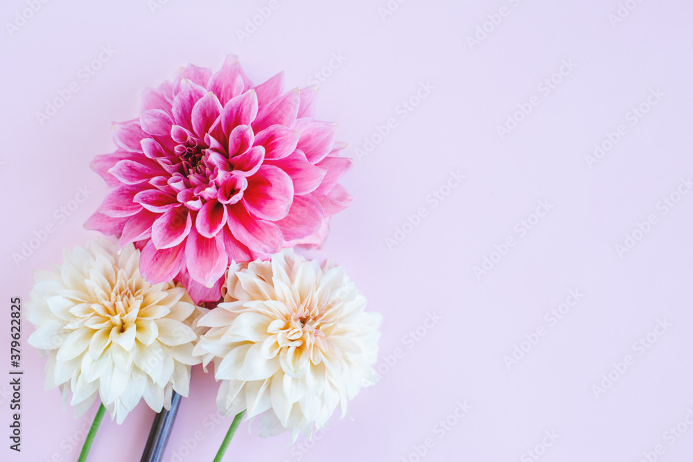 Amazing Dahlia flowers in pink and cream colors on a pink pastel background.