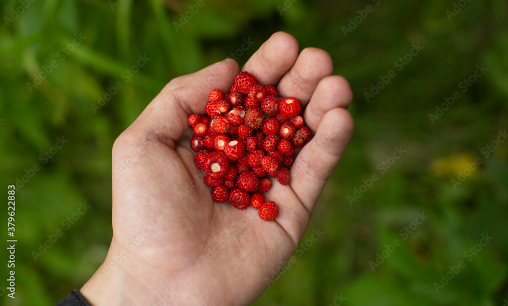 A hand holds out a handful of ripe red strawberries. Delicious juicy berries. A hand holds out a handful of ripe red strawberries. Delicious juicy berries.