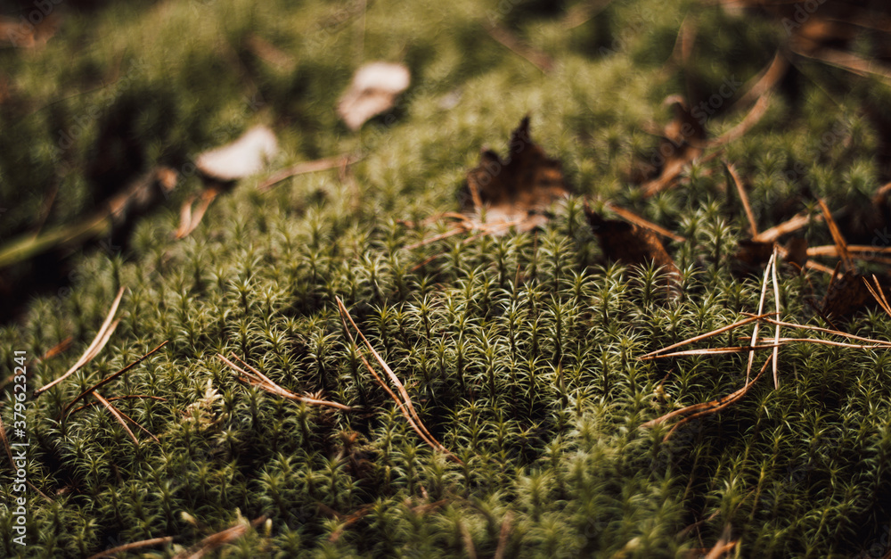 Green moss in autumn close-up. Moss macro. Nature background green forest moss. Lichen in the forest. texture of the moss.