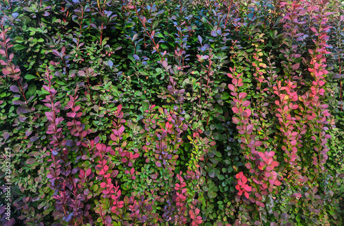 Colorful dog rose bush leaves pattern